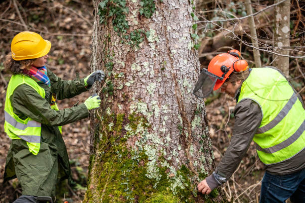 How Our Tree Care Process Works  in  Wetumpka, AL